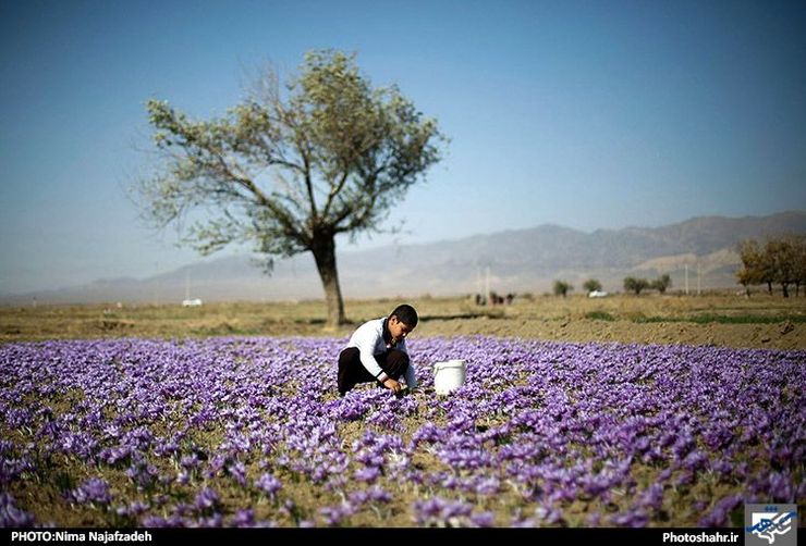همزمان با پایان فصل خریدحمایتی زعفران در استان خراسان رضوی ۱۵ هزار و ۵۰۰ کیلوگرم زعفران خشک به شکل حمایتی و تضمینی از کشاورزان تایباد در شرق خراسان رضوی خریداری شد.