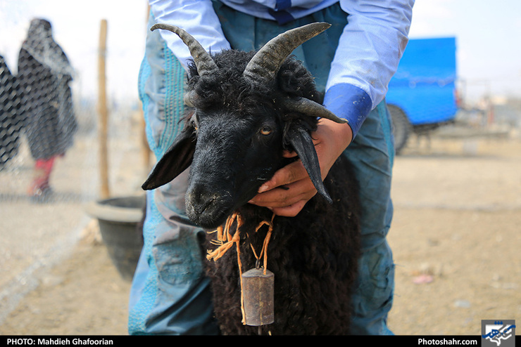 رییس اتحادیه دامداران با بیان اینکه دام سوا شده وجود ندارد و هر نوع دام پروار شده‌ای به بازار عرضه می‌شود، گفت: اگر همین گوشتی که از دامدار ارزان خریداری می‌شود، ارزان به دست مردم برسد، توان خرید مردم بیشتر خواهد شد، اما معمولا دلالان از این فرصت استفاده می‌کنند و نرخ بازار را تعیین می‌کنند.