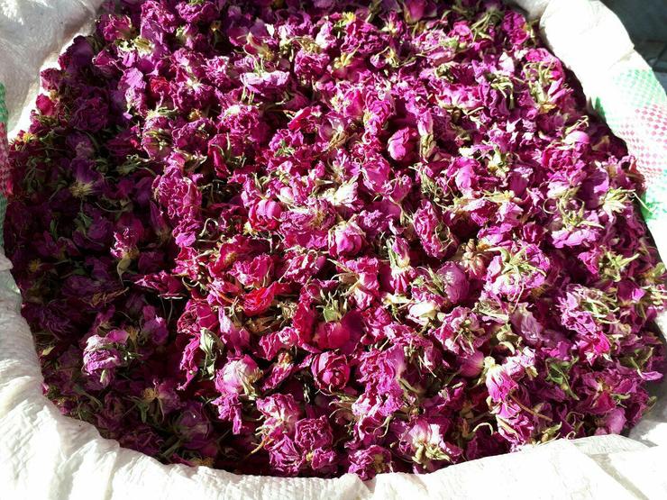 مشاور وزیر و مجری طرح گیاهان دارویی وزارت جهاد کشاورزی گفت: سال گذشته ۵۷۰ میلیون دلار صادرات گیاهان دارویی داشته‌ایم که تنها ۴۰۰ میلیون دلار آن متعلق به یک استان بوده است.