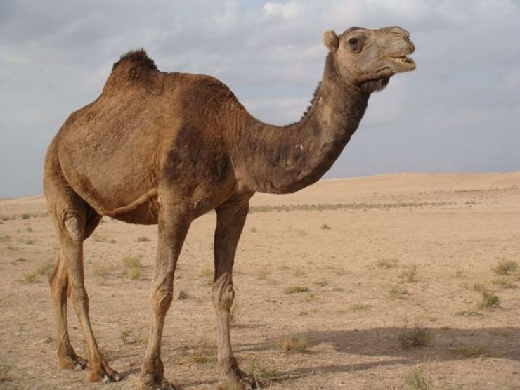 همزمان با خشکسالی و آتش‌سوزی گسترده در استرالیا، کار معدوم سازی ۱۰ هزار شتر وحشی تشنه در ایالت استرالیای جنوبی از امروز آغاز شد.