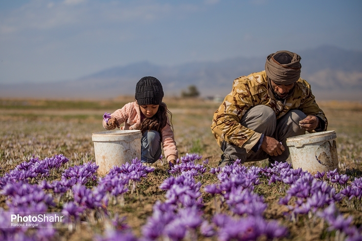 ۹۰۰ کیلوگرم زعفران در قالب طرح خرید حمایتی از کشاورزان شهرستان‌های سبزوار، جوین، جغتای، خوشاب و داورزن در غرب خراسان رضوی خریداری شد.