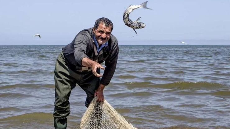 سازمان شیلات ایران اعلام کرد درمجموع نگرانی از بابت میزان بالا بودن آلاینده‌ها در ماهیان پرورشی و همچنین صید شده در ایران وجود ندارد.