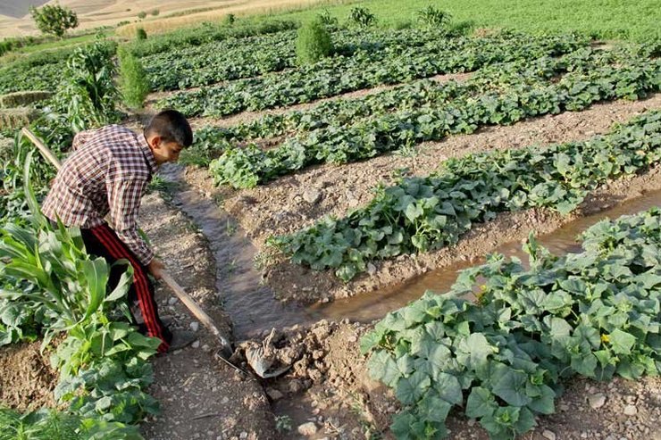 مدیر صندوق بیمه اجتماعی کشاورزان، روستاییان و عشایر خراسان رضوی گفت: روستائیان، عشایر و کشاورزان کارفرما ندارند می‌توانند با مراجعه به کارگزاری‌های خراسان رضوی خود را بیمه کنند.