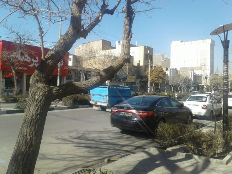 پایین بودن تنه درخت در خیابان گاز مشهد خطرآفرین است.
