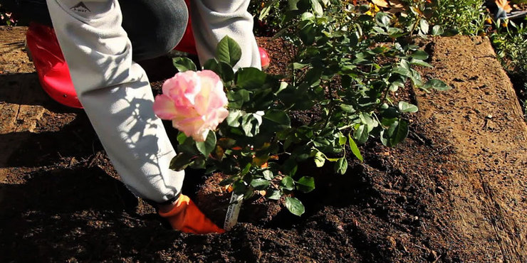 معاون خدمات شهری شهرداری مشهد گفت: در راستای فعالیت‌های استقبال از بهار ۹۹ تا کنون ۴ میلیون بوته گل فصلی در تمام سطح شهر کاشته شده است.