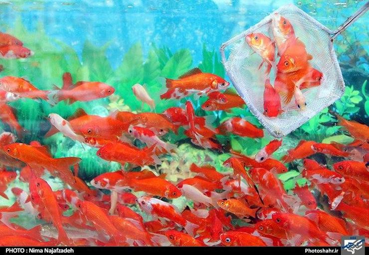 با توجه به در پیش بودن سال نو و استقبال شهروندان از خرید ماهی‌های قرمز، این اداره کل به عنوان تنها مرجع کنترل بهداشتی مراکزی را برای فروش اینگونه ماهی‌ها تحت نظارت قرار داده که با مجوز دارای آرم‌ شبکه دامپزشکی مشخص شده‌اند.