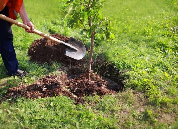 برای اولین بار، سه درگاه غیرحضوری برای ثبت درخواست دریافت نهال رایگان ایجاد شده است
