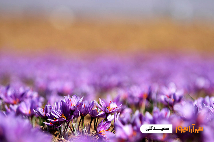 گفتگوی اختصاصی شهرآرانیوز با رئیس اتحادیه صادرکنندگان زعفران