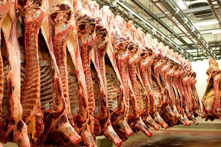 حدود ۴ تن گوشت گرم گوسفندی با قیمت پایین‌تر از نرخ بازار در فروشگاه‌های شهرما به همشهریان عرضه میگردد.