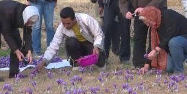 رئیس اداره میراث فرهنگی، گردشگری و صنایع دستی گناباد گفت: هفت گردشگر ایتالیایی با بازدید از مزارع زعفران این شهرستان با نحوه برداشت و پاک کردن گل زعفران آشنا شدند.