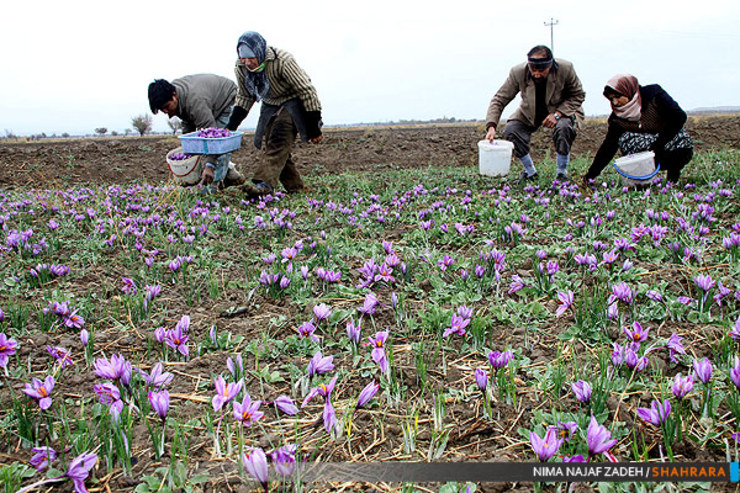 مسئول اداره تعاون روستایی شهرستان رشتخوار تاکنون حدود دو تن زعفران خشک از کشاورزان این منطقه خریداری شده است.