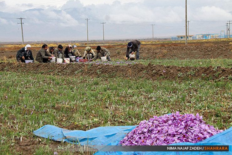 شبکه تعاون روستایی خراسان رضوی در اجرای طرح خرید حمایتی زعفران بیش از ۵۲ تن از این محصول را از کشاورزان این استان خریداری کرد.