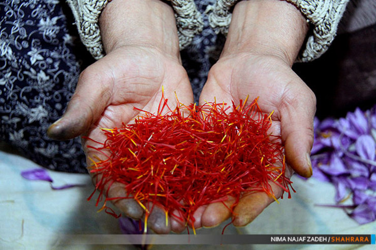 مدیر سازمان تعاون روستایی خراسان رضوی ۷۷۵ میلیارد ریال به حساب کشاورزانی که زعفران خود را در قالب خرید حمایتی تحویل داده‌اند، واریز شده است.