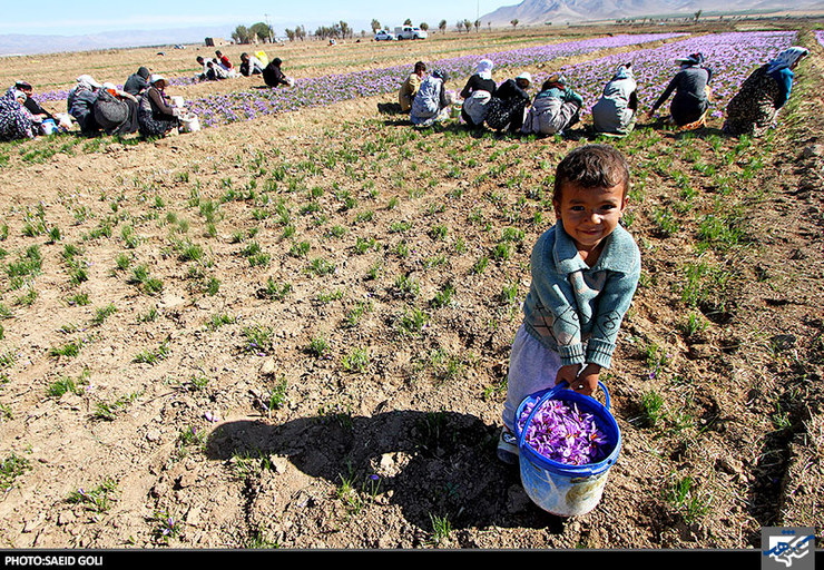 شبکه تعاون روستایی خراسان رضوی در اجرای طرح خرید حمایتی زعفران بیش از ۶۵ تن از این محصول را از کشاورزان این استان خریداری کرد.