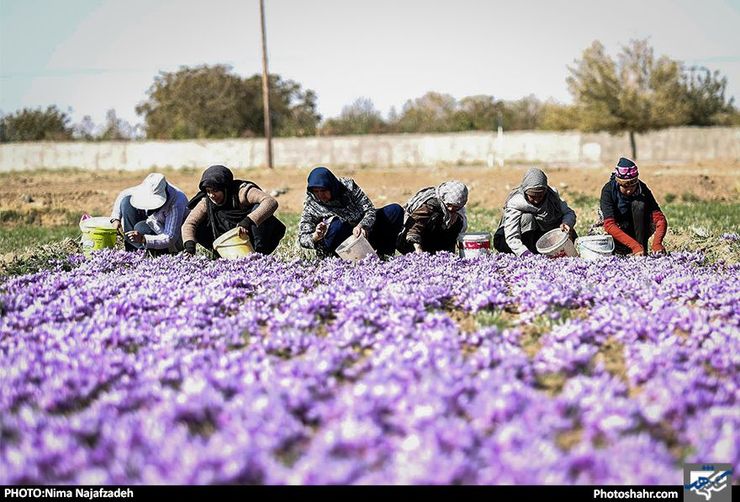 مطالبات زعفرانکاران خراسان رضوی تا پایان اردیبهشت پرداخت می‌شود.