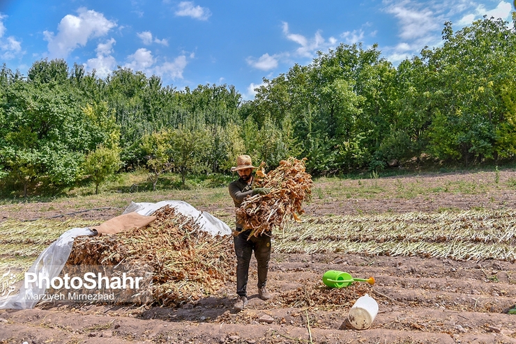 جزئیات وام قرض الحسنه ۲۰۰ میلیون تومانی برای مشاغل روستایی