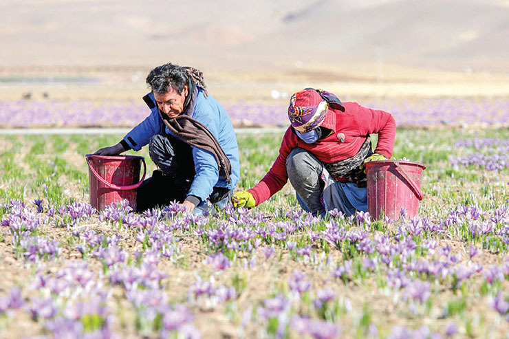 اگر از فعالان عرصه زعفران باشید، بی‌گمان می‌دانید که خرید حمایتی این محصول راهبردی توسط دولت به میزان ۱۲ هزارو ۸۷۷ کیلوگرم در ۳۰ آذر به پایان رسید، این درحالی است که این میزان خرید نسبت‌به سال گذشته به کمتر از یک‌پنجم رسیده است.