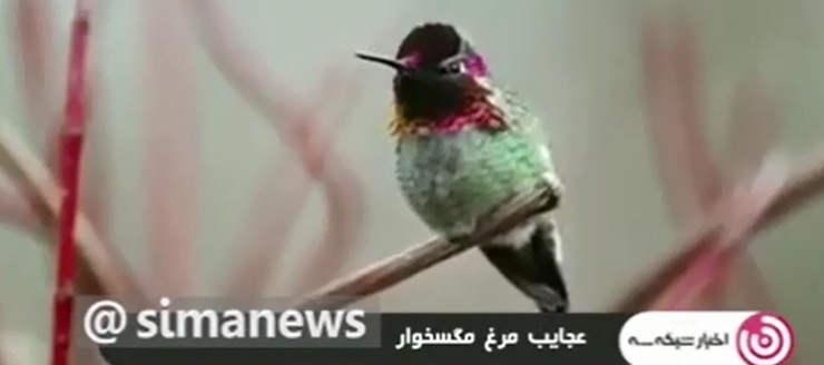 پرنده یک میلیارد تومانی که می‌تواند در یک دقیقه ۶۲ بار رنگ عوض کند، یعنی ۱۰ برابر یک آفتاب‌پرست!