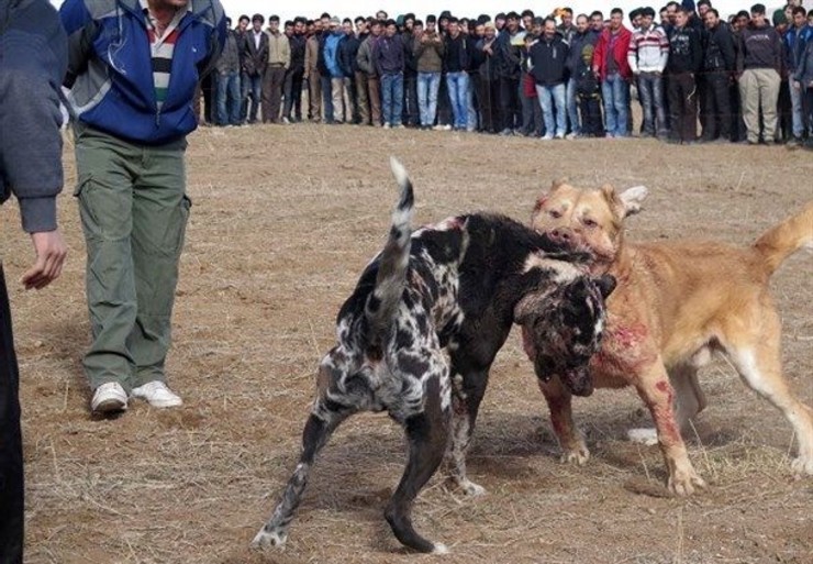 عوامل برگزارکنندگان مسابقه جنگ سگ‌ها در روستای کردلر از توابع بخش ایلخچی آذربایجان شرقی دستگیر شدند.