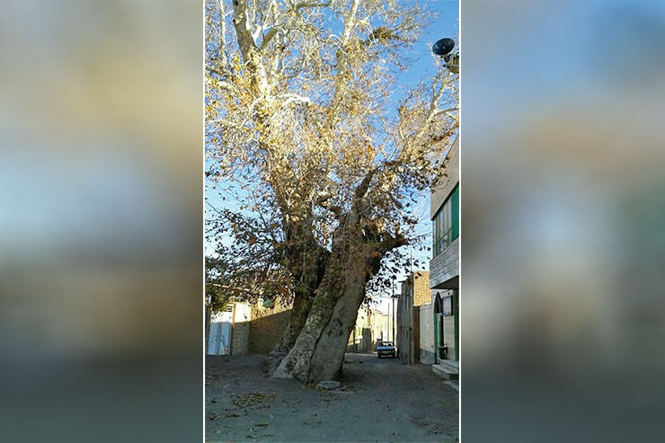 «هدک» روستایی زیبا در ۱۰ کیلومتری بردسکن است که جاذبه‌های طبیعی فراوانی همچون جنگل، آبشار، غار و... دارد، اما سده، سرو و چنار، ۳ شاخصه اصلی معرفی کننده این روستاست.