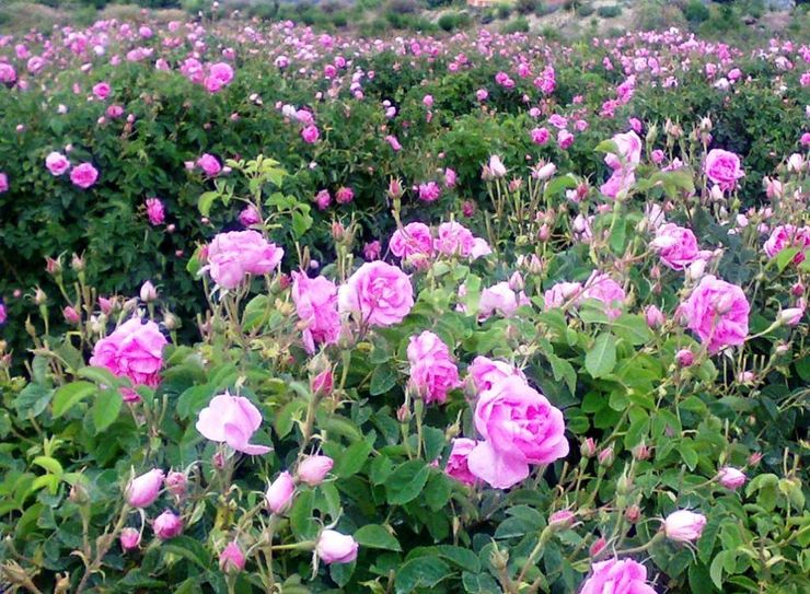 برداشت گل محمدی ۴۲۰ از هکتار کشتزار‌های شهرستان تایباد در شرق خراسان رضوی آغاز شد.
