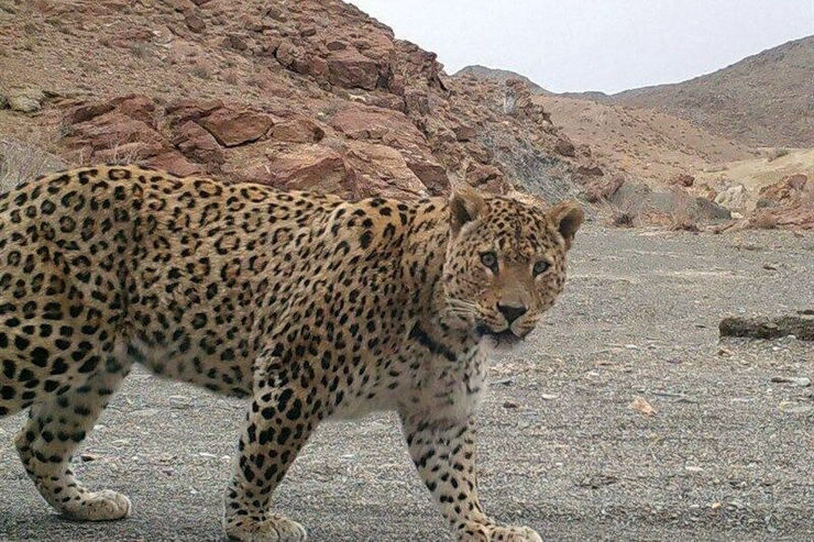یکی از شهروندان خلخالی در حین گشت‌وگذار در طبیعت با مشاهده یک قلاده پلنگ نادر ایرانی آن را رصد و موفق به تصویربرداری از آن شد.