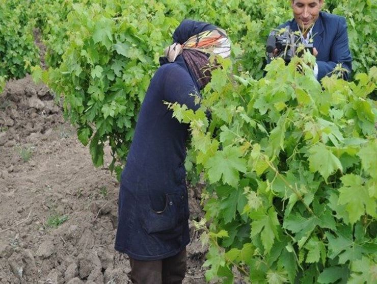 مدیر جهاد کشاورزی خلیل‌آباد از آغاز برداشت برگ انگور برای تهیه دلمه و سایر استفاده‌ها همچون کنسرو برگ و استفاده دارویی خبر داد.