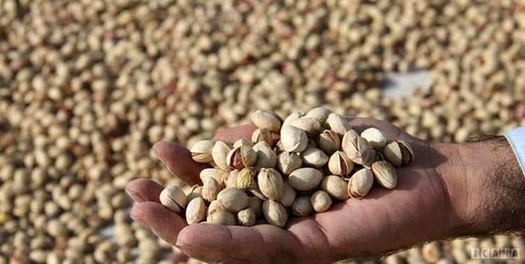 هر سال بین یک تا ۱.۷ میلیارد دلار ارزآوری پسته سالیانه در کشور را به خود اختصاص داده است، سال گذشته پس از اینکه کشاورزان یک دوره افت تولید را طی کردند نزدیک به ۱۲۰ هزار تن پسته تولید و انتظار داشتند چشم‌انداز مطلوبی پیش رو داشته باشند.