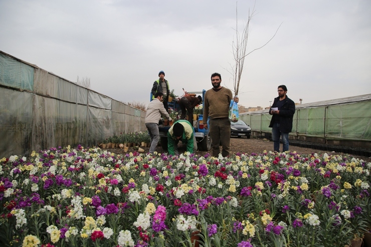 مدیرعامل سازمان پارک‌ها و فضای سبز شهرداری مشهد از توزیع ۶ میلیون و ۷۵۰ هزار بوته گل تابستانه از ۵۴ گونه مختلف در فضا‌های سبز شهر خبر داد.