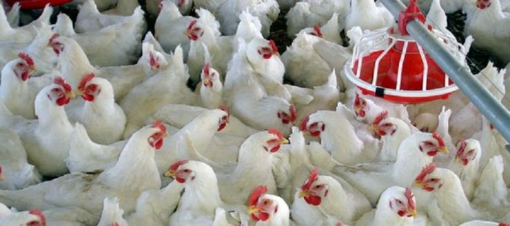 سرپرست معاونت بازرگانی داخلی وزارت صمت اعلام کرد: با دستور سرپرست وزارت صنعت، معدن و تجارت و تصمیمات اتخاذ شده از سوی ستاد تنظیم بازار، صنعت مرغداری از حاشیه زیان خارج شد.