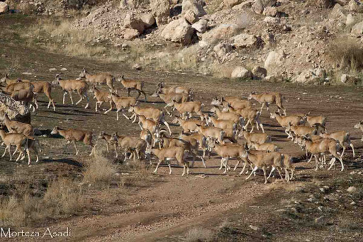 زنگ خطر تنوع زیستی ایران به صدا در آمده است/ شناسایی‌ ۱۴۰۰ گونه مهره‌دار