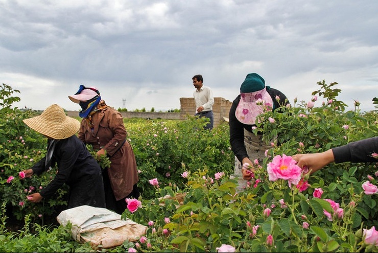 فرخد روستایی است که تمام فصول کار دارد.