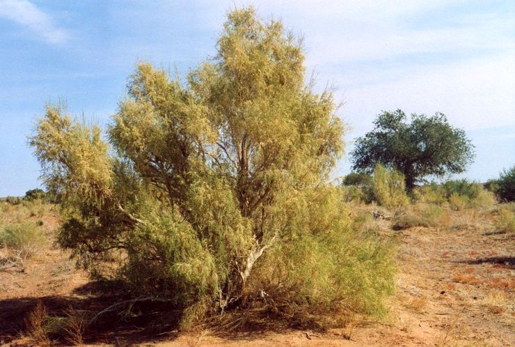 بازداشت ۳ متخلف قطع سرشاخه ۲۸۶ اصله درختچه جنگلی تاغ در گناباد