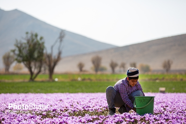یک زعفران کار نمونه استان خراسان رضوی گفت: اظهار نظر معاون وزیر جهاد کشاورزی طی روز‌های گذشته بازار زعفران مشهد را دچار تلاطم کرده است.