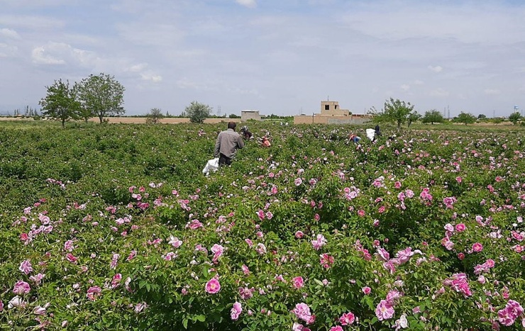 ۲۰۰ هکتار از اراضی کشاورزی مشهد زیر کشت گل محمدی است.