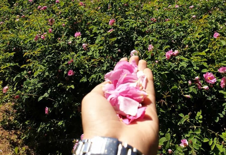 ماشین را استارت می‌زنیم و راهی روستایی در جاده کلات می‌شویم که این روز‌ها به قمصر خراسان معروف شده است و گلاب آن نه‌تنها در مشهد، بلکه در دیگر شهر‌ها هم به فروش می‌رسد و مشتری دارد. روستایی که مردم در روز‌های تعطیل برای خرید گلاب آن صف می‌کشند و آوازه کیفیت آن همه جا پیچیده است.