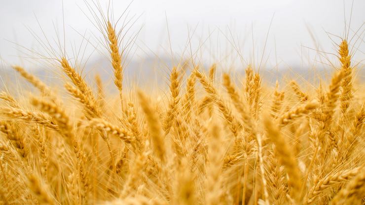 ۶۳۵۰ هکتار گندم آبی در راستای مبارزه با بیماری زنگ زرد در مشهد سم‌پاشی شد.