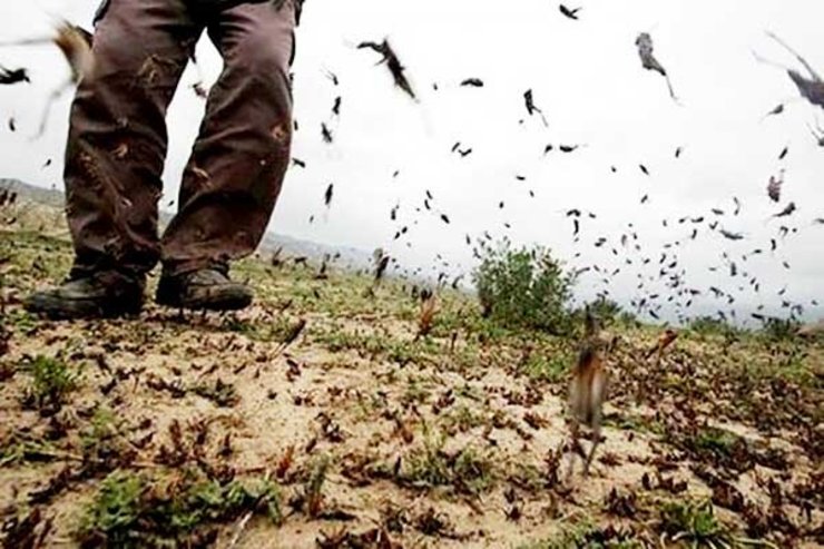 مدیر حفظ نباتات جهاد کشاورزی خراسان رضوی از گسترش مبارزه با آفت ملخ در سطح بیش از ۱۰ هزار هکتار از اراضی کشاورزی این استان خبر داد.