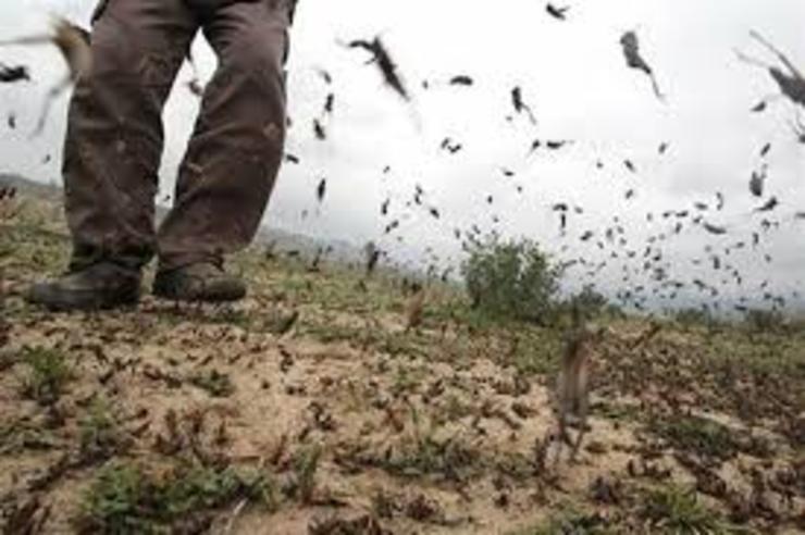 طبق آخرین آمار مبارزه علیه آفت ملخ صحرایی در سطحی معادل ۴۰۲ هزار و ۹۹۲ هکتار در ۹ استان جنوبی مبارزه علیه آفت ملخ صحرایی صورت گرفته است