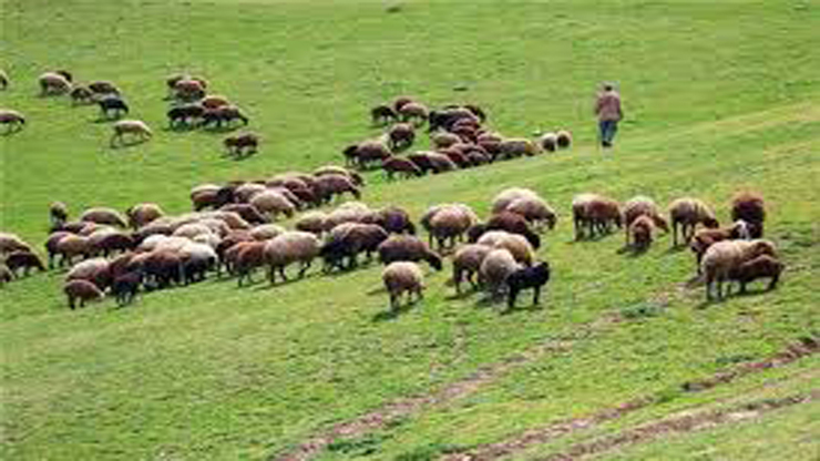 مدیرکل منابع طبیعی و آبخیزداری خراسان رضوی گفت: میزان دام ورودی مراتع به هیچ عنوان با ظرفیت و سطح مراتع استان هم‌خوانی ندارد و این میزان ۶میلیون و ۴۷۱ هزار و ۴۸۸ رأس است که حدود ۱/۸ درصد بیش از ظرفیت مراتع استان می‌باشد.
