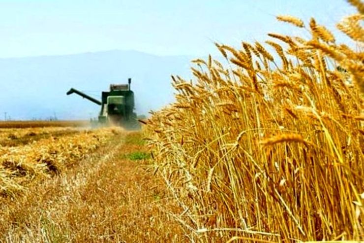 از ابتدای طرح خرید تضمینی گندم مازاد بر نیاز کشاورزان تاکنون افزون بر ۳۰ هزار تن گندم مازاد بر نیاز  در خراسان رضوی خریداری و ذخیره‌سازی شده است