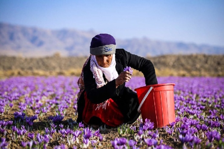 نایب رئیس شورای ملی زعفران با بیان اینکه ۵۰ تن قاچاق زعفران به کشور افغانستان انجام شده است، گفت: ویروس کرونا هم صادرات طلای سرخ را ۲۰ درصد کاهش داده است.