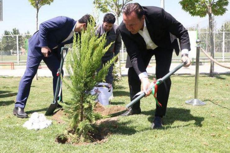 یک درخت در ایران، به عنوان گران‌ترین درخت جهان شناخته شد!