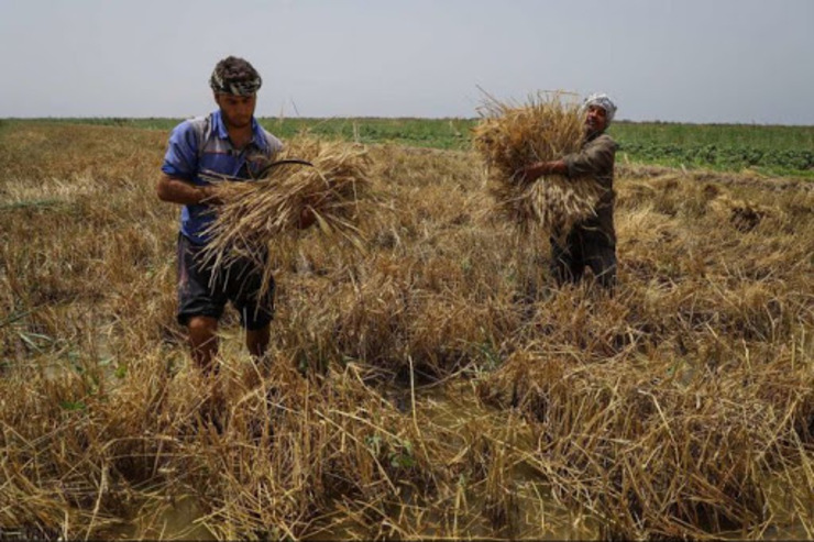 دولت برای تعین خرید تضمینی گندم در سال زراعی پیش رو آن را بر اساس نرخ های جهانی تعیین کند؛ کشاورزان حاضر هستند محصولات خود را ۱۰ درصد کمتر از نرخ جهانی به دولت بفروشند.