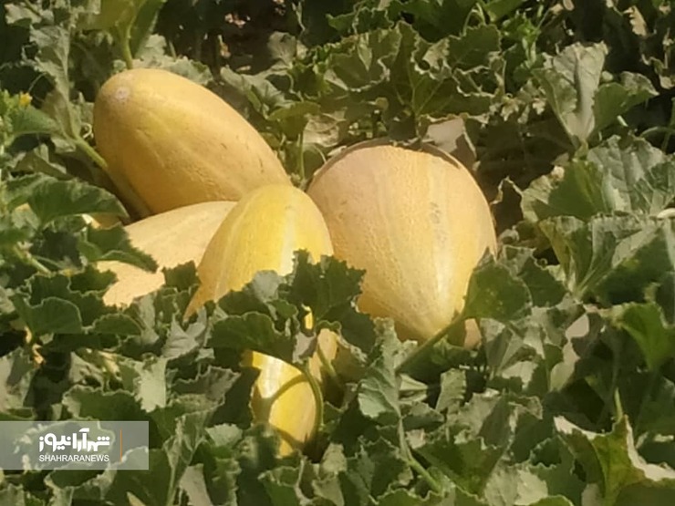معاون رئیس سازمان ومدیر جهاد کشاورزی شهرستان مشهد گفت: سطح زیر کشت خربزه در شهرستان مشهد ۲ هزار و ۸۵۰ هکتار می‌باشد که عمدتا در بخش رضویه کشت شده است.