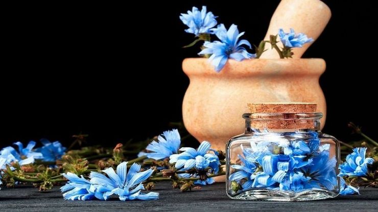 کاسنی گیاهی آبی یا ارغوانی رنگ و متعلق به راسته‌ی گل مینا است که دو نوع صحرایی (وحشی) و گلخانه‌ای دارد. این گیاه در ایران به وفور رشد می‌کند و از سال‌ها پیش در کشور‌های مختلف مورد استفاده‌های مختلفی قرار می‌گیرد.