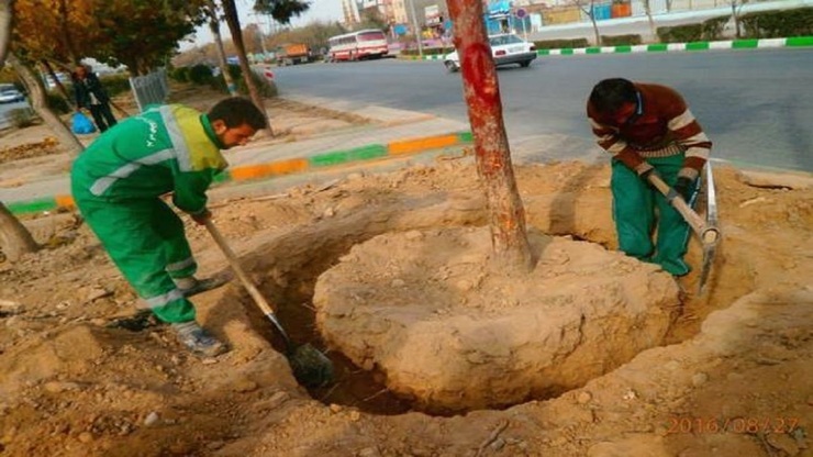 طی سه سال گذشته بیش از ۱۲ هزار و ۵۰۰ اصله درخت به شیوه روتبال یا جابجایی درختان بدون آسیب دیدن ریشه و تنه در سطح شهر مشهد کاشته شده است.