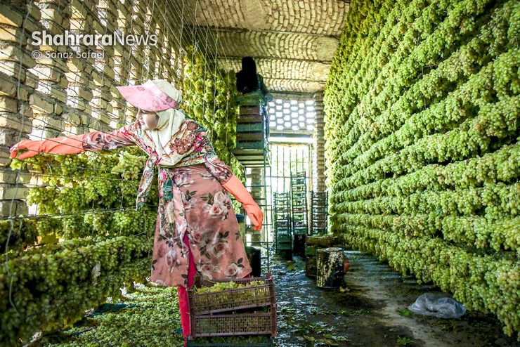 روستا‌های شهرستان خلیل‌آباد یک تاکستان بزرگ است، پر از شاخه‌های خزنده میم و برگ‌های سبز و حبه‌های شیرین و ترد انگور. حتی توی بعضی کوچه‌پس‌کوچه‎‌های شهر هم تاکستان می‌بینی و پهلو به پهلو دادن میم‌ها. به همین دلیل هم نام شهر خلیل‌آباد را باغ‌شهر گذاشته‌اند. بچه‌های خلیل‌آباد بین میم‌ها بزرگ می‌شوند.