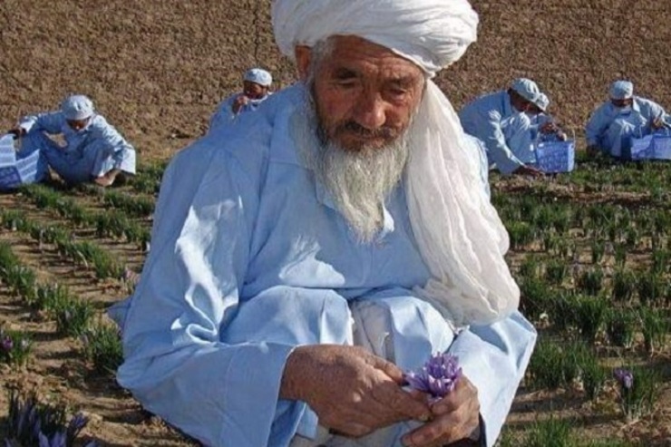 وزارت زراعت افغانستان اعلام کرد که پدر زعفران افغانستان در ۸۰ سالگی درگذشت. او ۲۵ سال در زمینه‌ی ترویج کشت زعفران در این کشور تلاش کرده و یکی از بنیان‌گذاران کشت زعفران در افغانستان بوده است.
