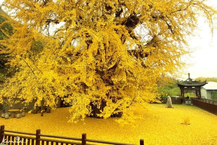 عکس‌های جالب و دیدنی از برگ ریزان یک درخت ۱۴۰۰ ساله ژینکو در معبدی بودایی در چین